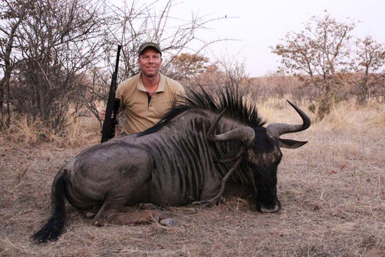 Blue Wilderbeest
