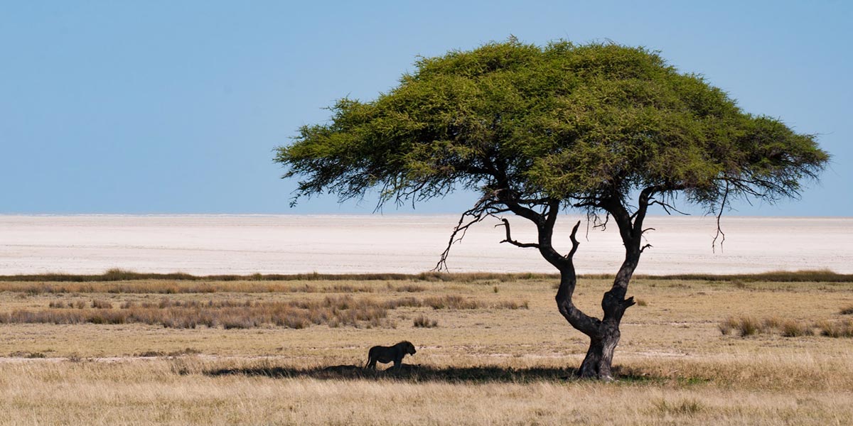 etosha-national-park